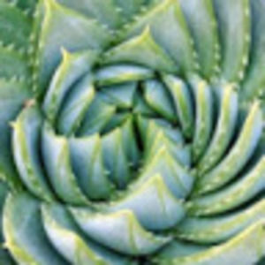 Meet your Posher, Wade